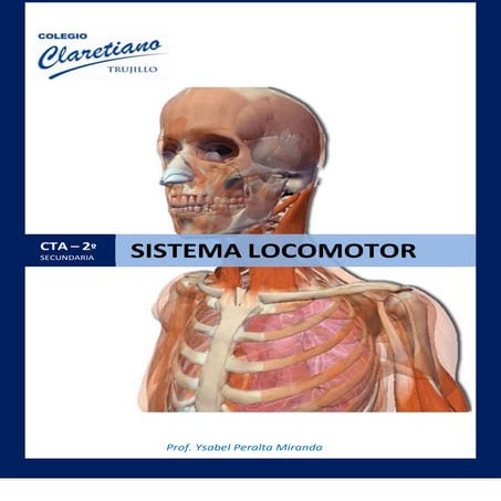 Actividades   sistema locomotor