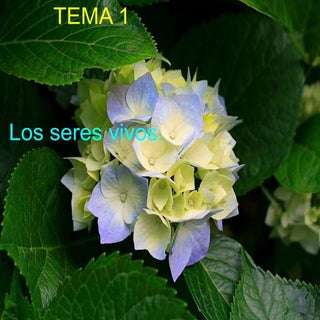 Actividades sobre los seres vivos n...