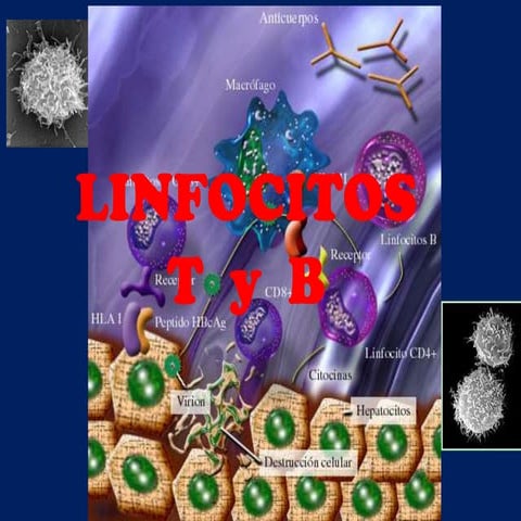 Actividad fagocitaria de linfocitos t y b