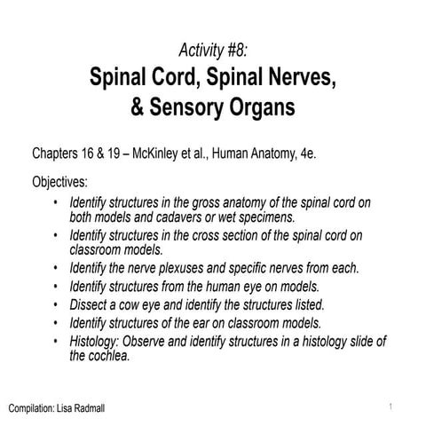 Activity 8-spinal cord-eye-ear-2