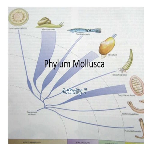 Activity 10. phylum mollusca