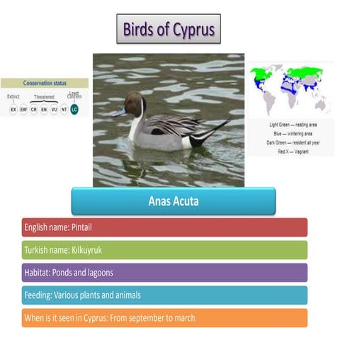 JORDAN BIRDING BROCHURE | PDF