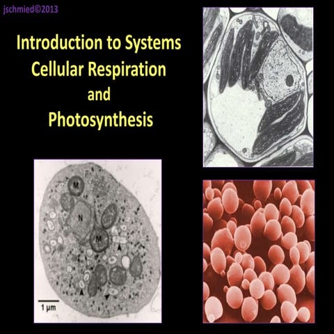 System analysis to Cellular Respiration