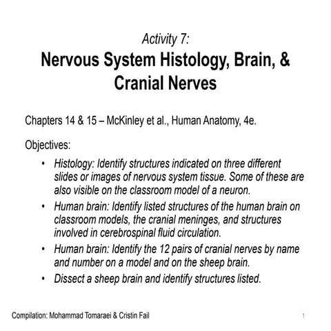 Activity 7 - Brain & Cranial Nerves
