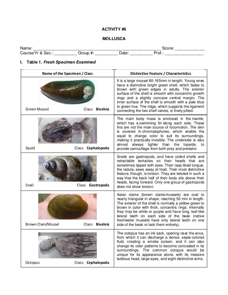 General Zoology Lab Activity 6 Mollusca
