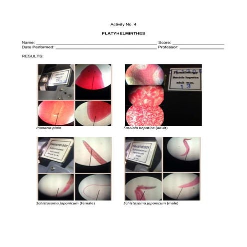 General Zoology Lab - Activity 4 Platyhelminthes