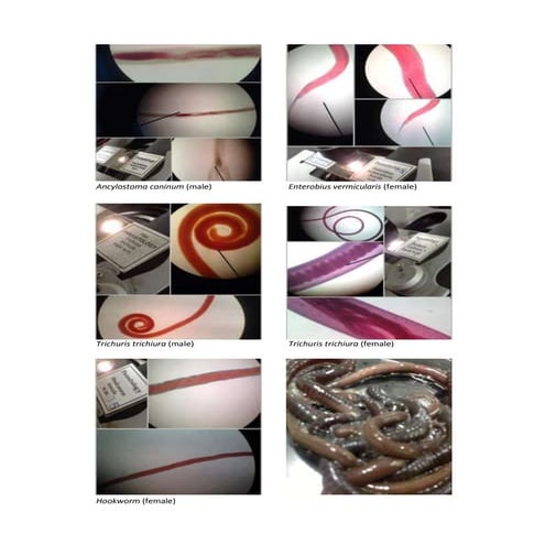 General Zoology Lab - Activity 5 Nematoda | DOCX