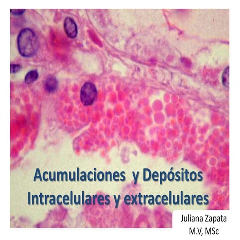 Acumulaciones  y depósitos intracelulares y extracelulares
