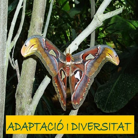 ADAPTACIONS I DIVERSITAT 2