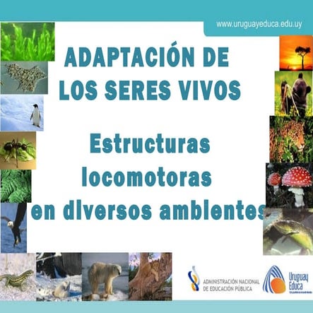 Adaptación de los seres vivos