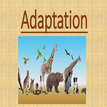 Adaptation | PPTX