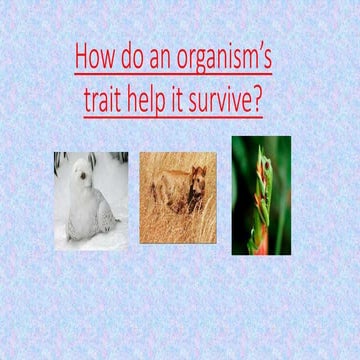 How do an organism's trait help it survive?