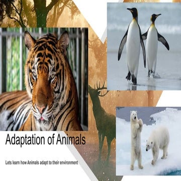 Adaptation