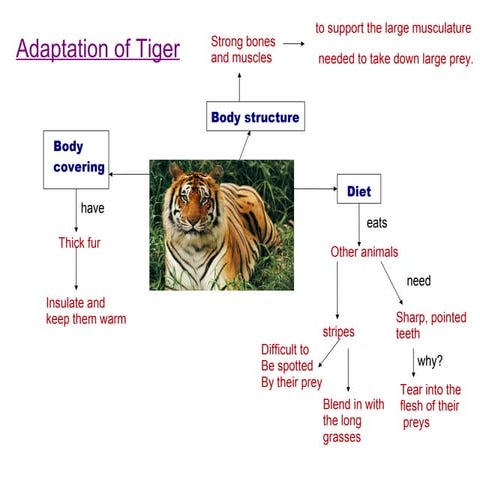 Adaptation for tiger | PPT