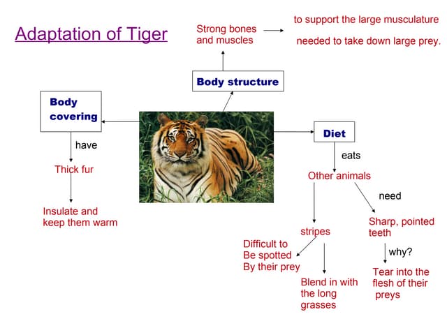 Adaptation for tiger | PPT