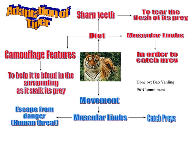 Adaptation for tiger