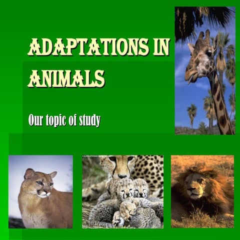 Adaptations In Animals   Faulkner