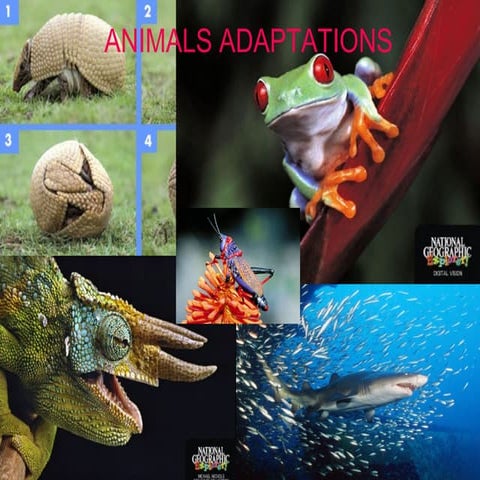 Adaptations science 3º | PPT