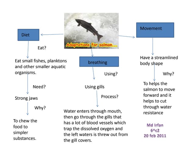 Adaptations for salmon