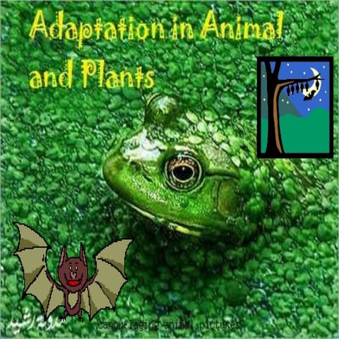 Adaptations in animals and plants
