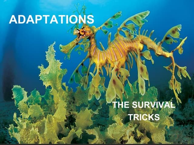 Adaptations of animals and plants