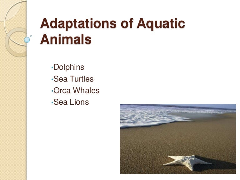 Adaptations Of Aquatic Animals Powerpoint