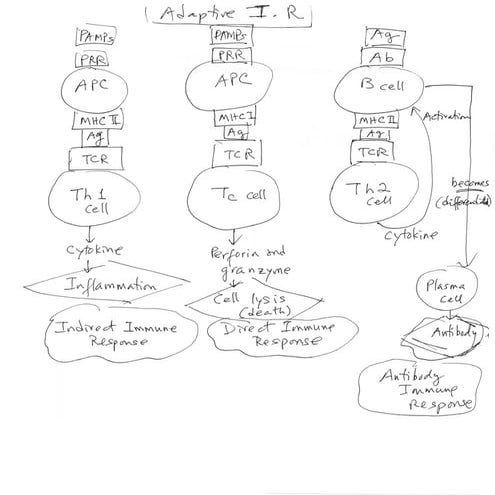 adaptive immune response(5).pdf microbio | PDF