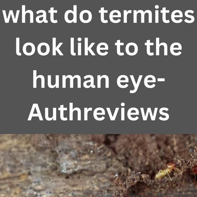 What do termites look like to the human eye pdf