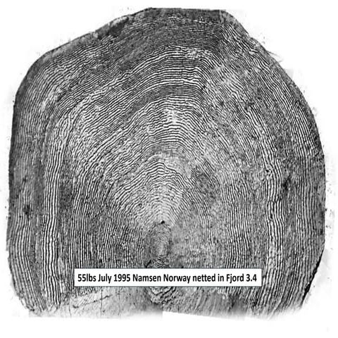 Additional Fish Scale Photographs | PPTX