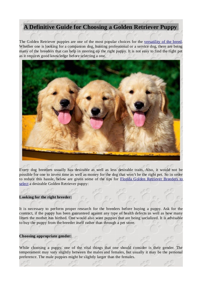 pet stores with golden retriever puppies for sale