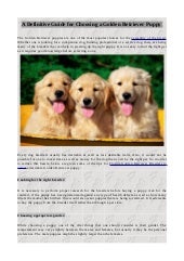 A Definitive Guide For Choosing A Golden Retriever Puppy
