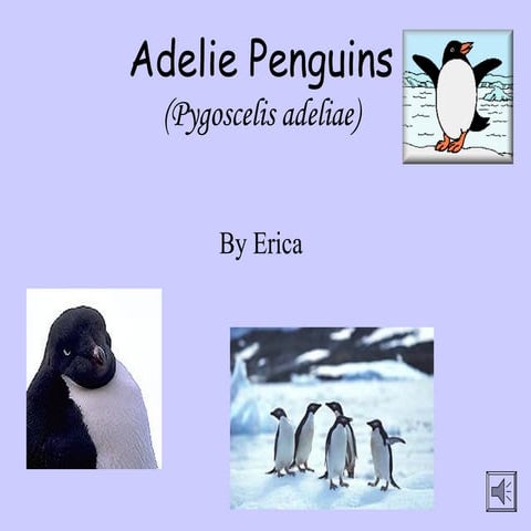 Adelie penguins erica | PPT