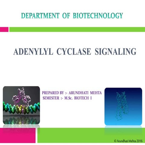 Adenyl cyclase signaling   slideshare