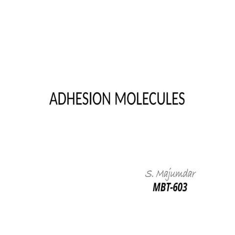 Adhesion Molecules Presentation Molecular Biology