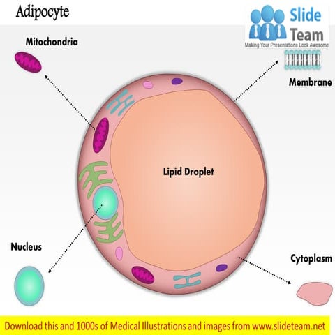 Adipocyte medical images for power point
