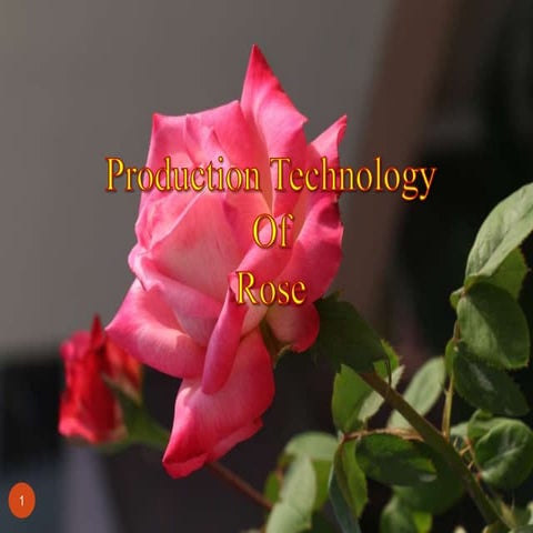 rose production technology