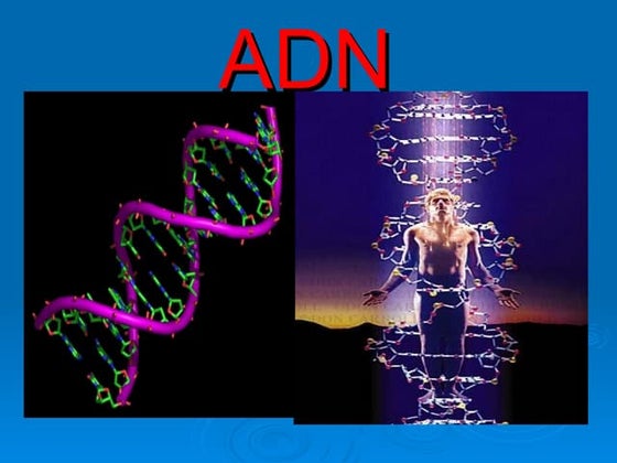 El ADN, o ácido desoxirribonucleicotransmisión de la información ...