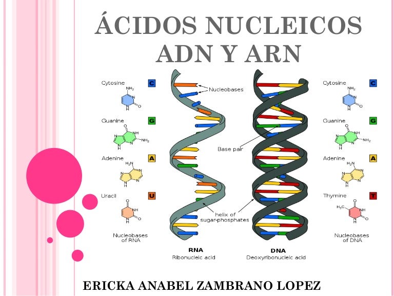 diferencia entre ARN (izquierda) y ADN (derecha)