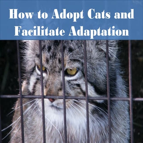 Adopting cats | PPT