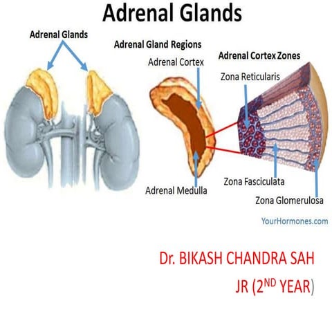 Adrenal Gland- Basic.