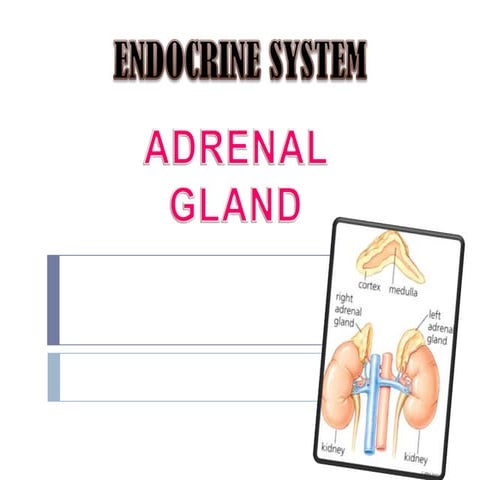 Adrenal cortex