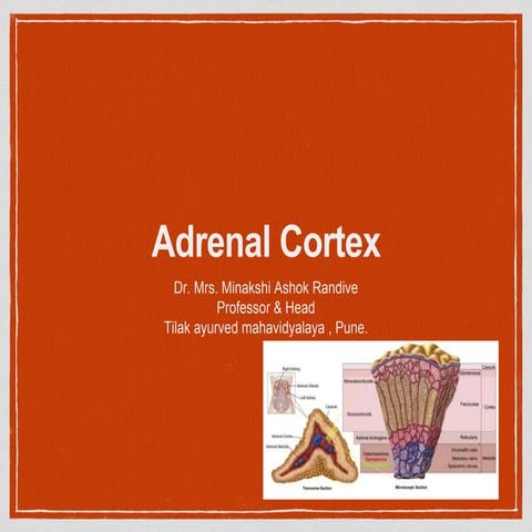 Adrenal cortex 1