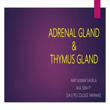 Adrenal gland  & Thymus gland