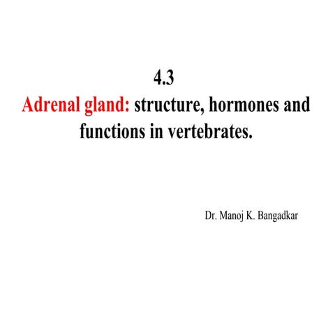 Adrenal gland