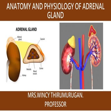 ADRENAL GLAND. PARTS,HORMONES, ABNORMALITIES AND NORMAL RANGES. pptx