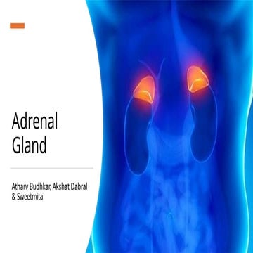 Presentation on the adrenal gland and its common functions