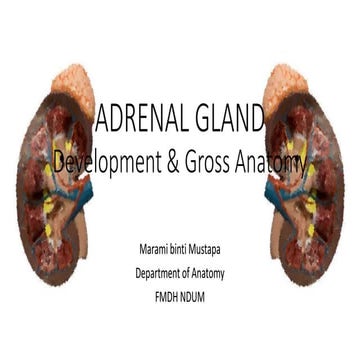 Adrenal gland endocrine-