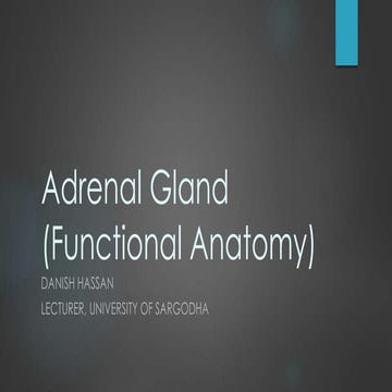 Adrenal gland (functional anatomy)
