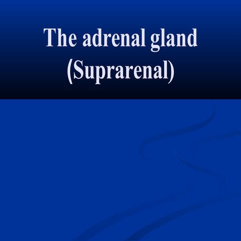 Adrenal gland gross anatomy ppt.pptx