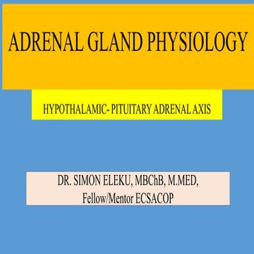 Adrenal gland physiology
